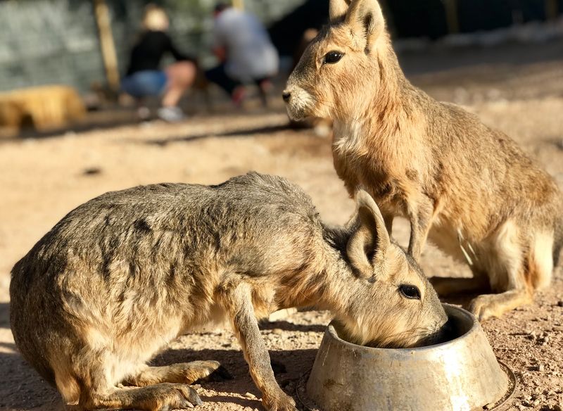 From Funny Foot Farm To Exotic Ranch