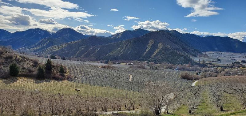 Orchards That Help Define The Wenatchee Valley