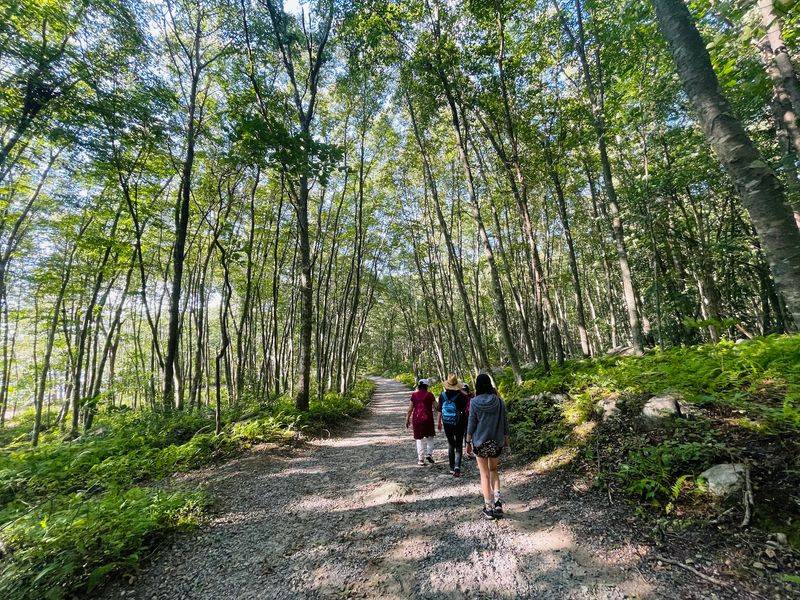 Walking The Trail To The Shore