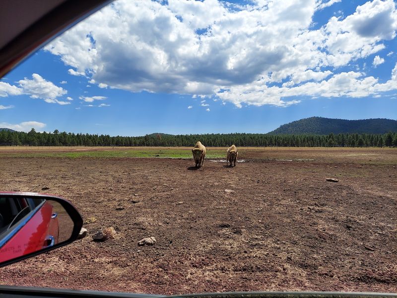 The Legendary Drive-Through Safari Experience