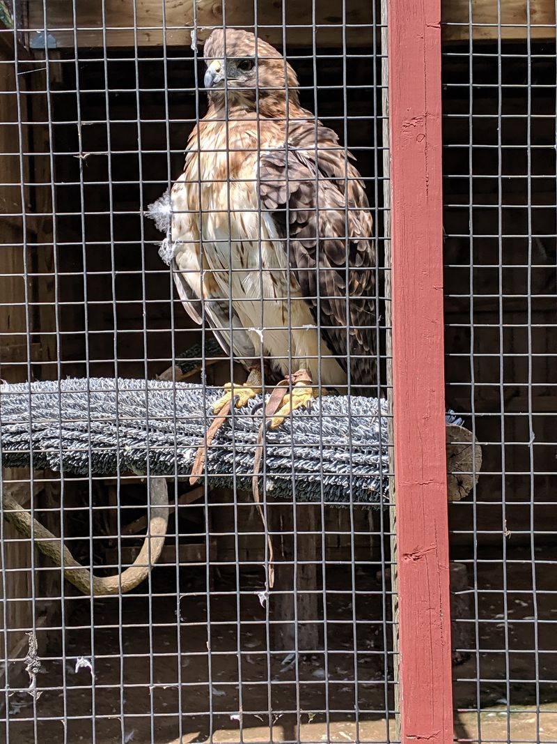 This Connecticut Nonprofit Helps Injured Birds Recover And Lets You Visit For Free - Decor Hint Care For Injured And Orphaned Animals Of All Kinds