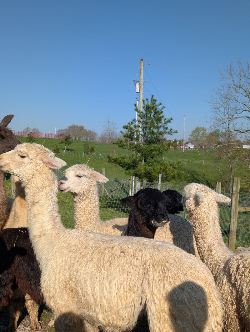 Meet The Herd Behind Every Skein