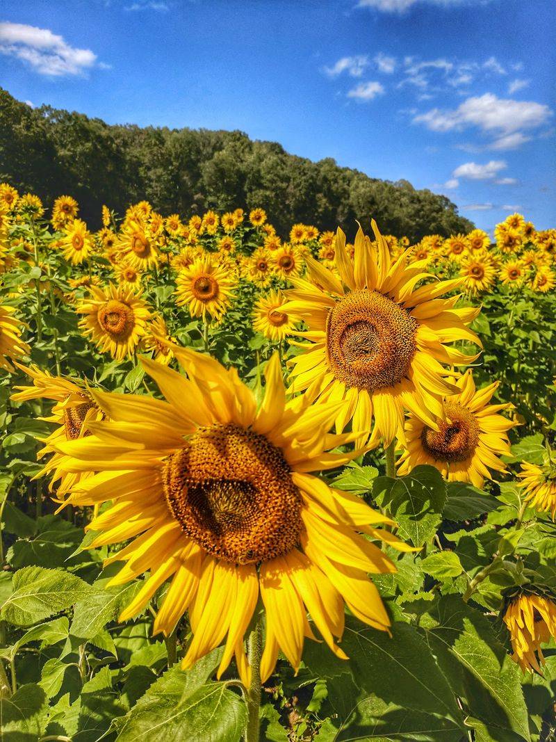 Enjoy The View Without Picking Flowers