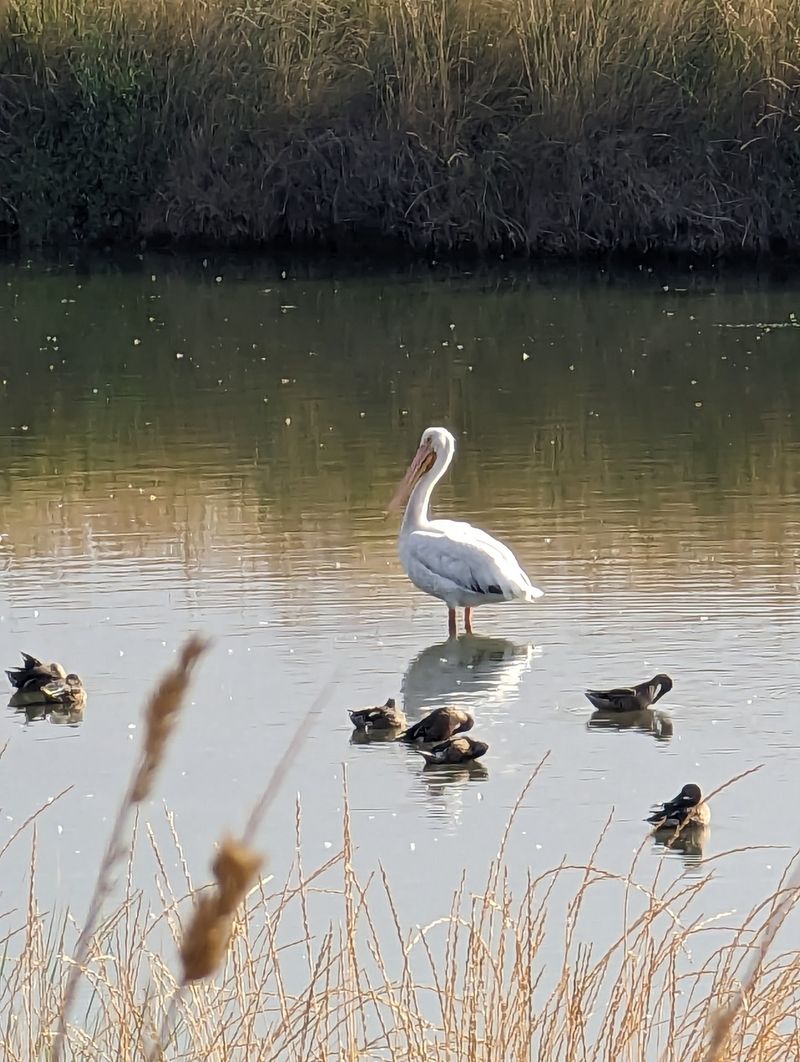 A Historic Duck Pond With A Strange Backstory