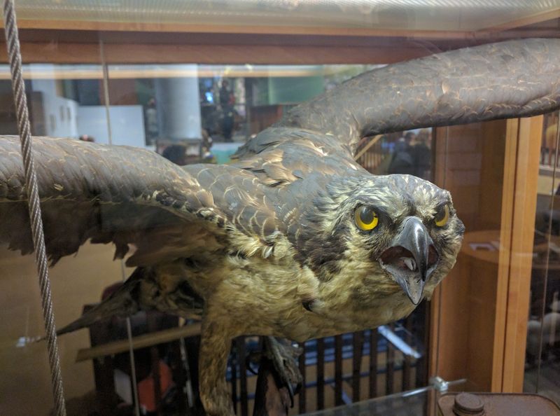 Live Animals And Cultural Treasures