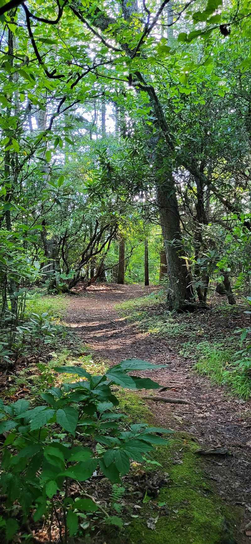 Trails That Connect Straight To The Appalachian Trail