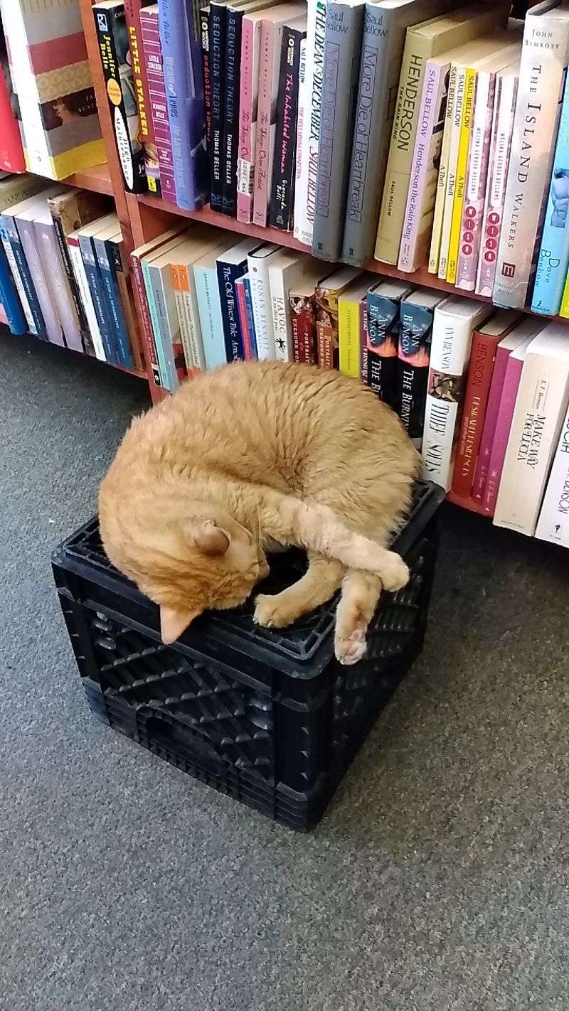 The Beloved Cats Who Became Part Of The Store’s History