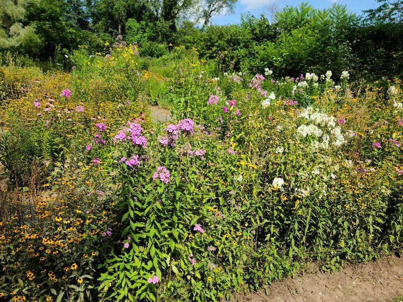 This Connecticut Nonprofit Helps Injured Birds Recover And Lets You Visit For Free - Decor Hint Pollinator Gardens Buzzing With Life