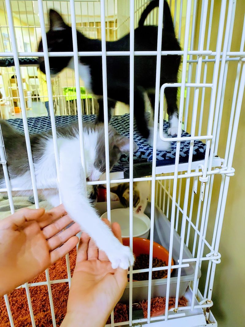 How The Adoption Process Actually Works