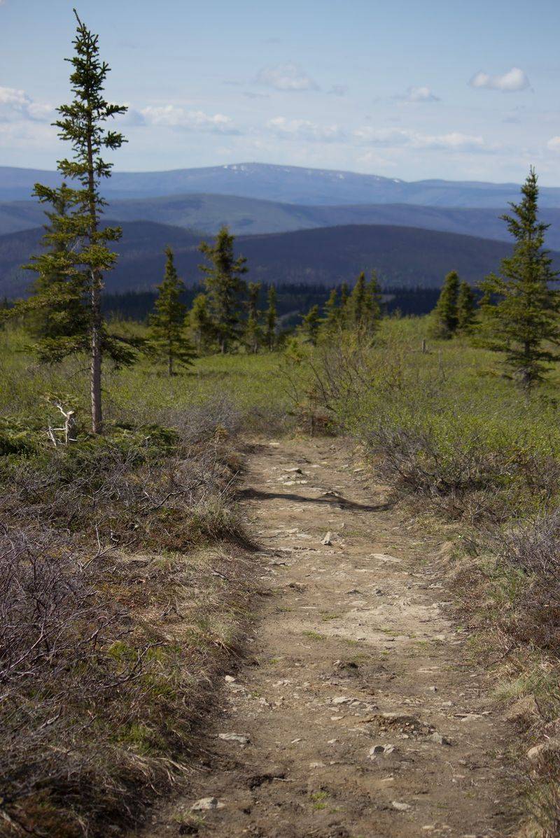 Summit Trail At Wickersham Dome, Near Fairbanks