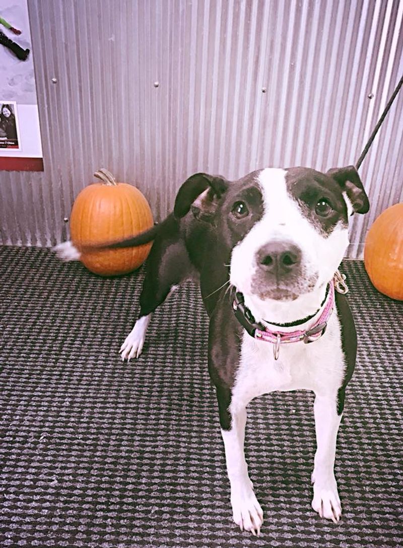 Panhandle Humane Society, Scottsbluff