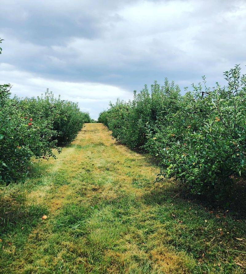 This Beautiful Kentucky Farm Is Quietly Opening Its Apple Orchards Before The Fall Crowds Arrive - Decor Hint Orchard Views Along Rolling Kentucky Hills