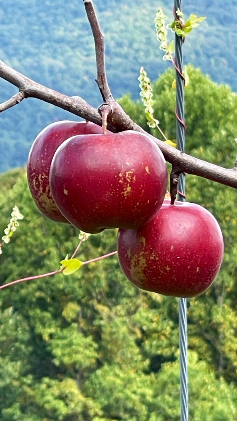 The Orchard At Altapass, Spruce Pine