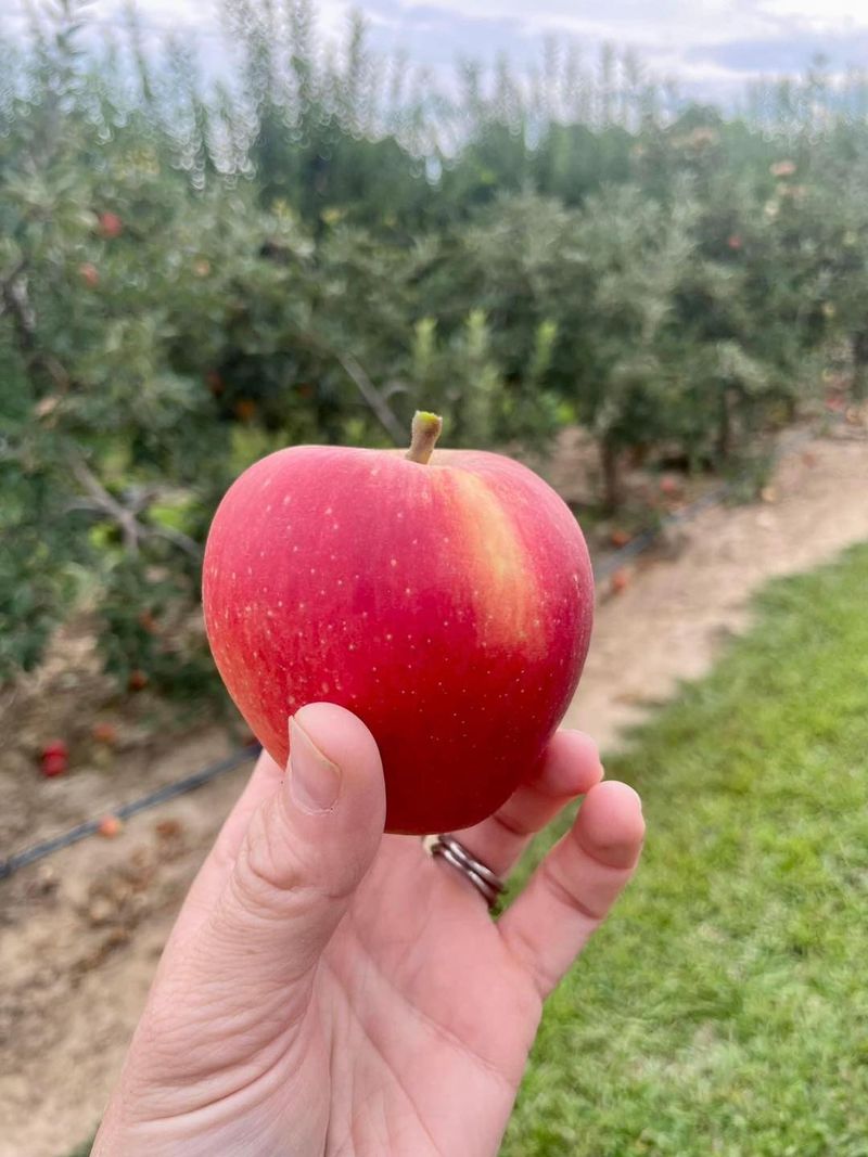 Justus Orchard, Hendersonville