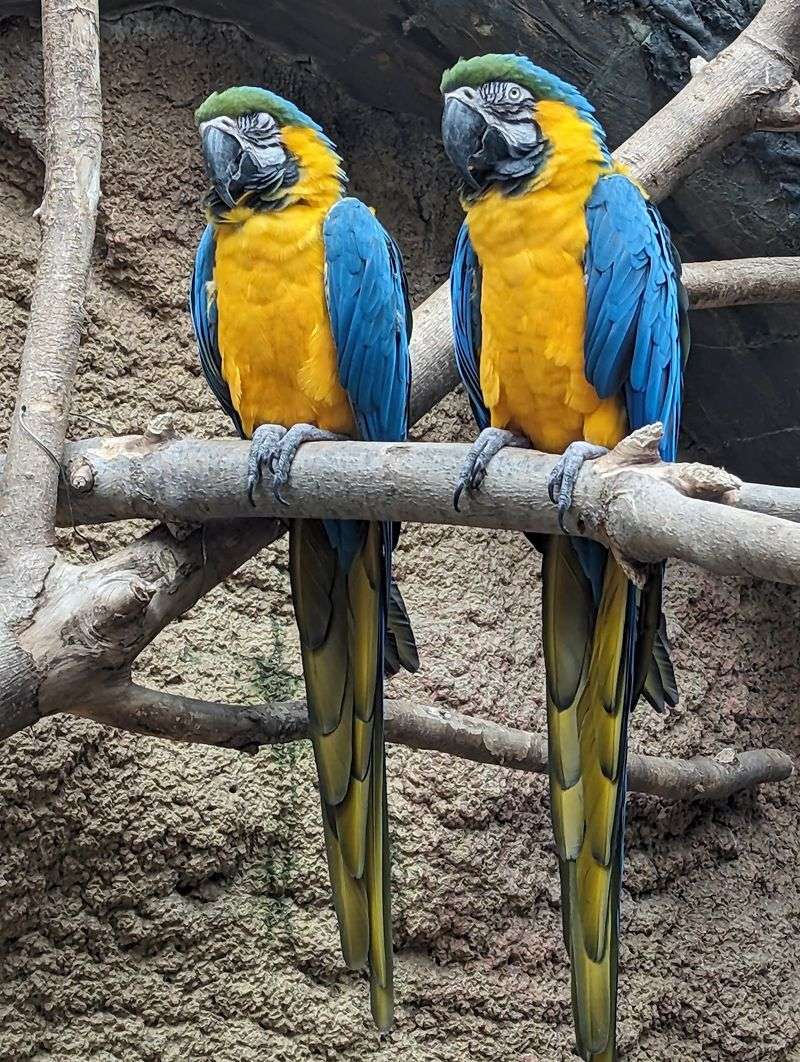 This Free Zoo In Wisconsin Lets Kids Ride A Century-Old Carousel - Decor Hint Tropical Rainforest Right In Madison