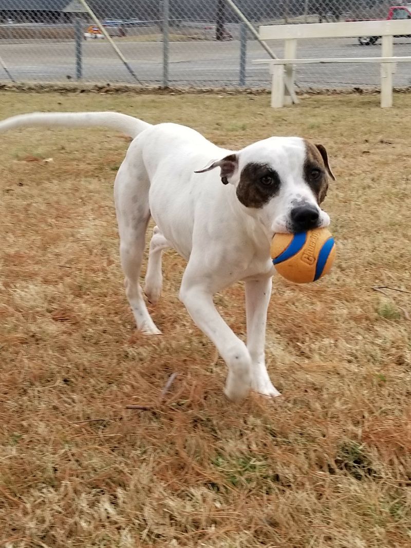 Danville Boyle County Humane Society