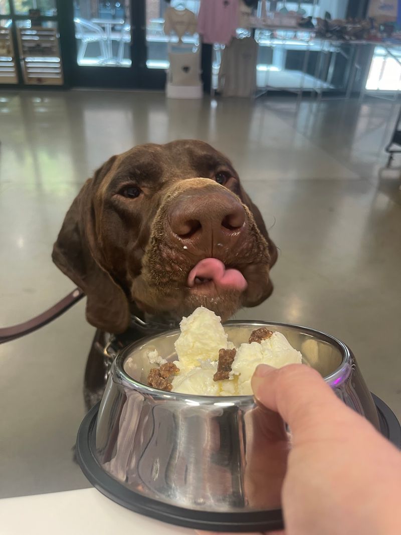 Check The Calendar For Special Events Made Just For Four-Legged Guests
