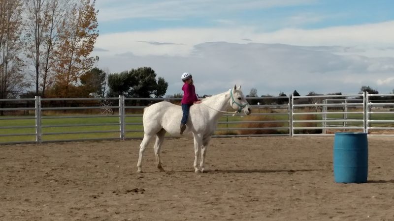 Bring The Family For A Hands-On Horse Experience