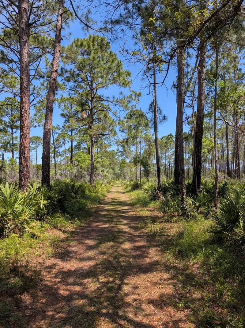 Hiram Faver Trail At Faver-Dykes State Park, St Augustine