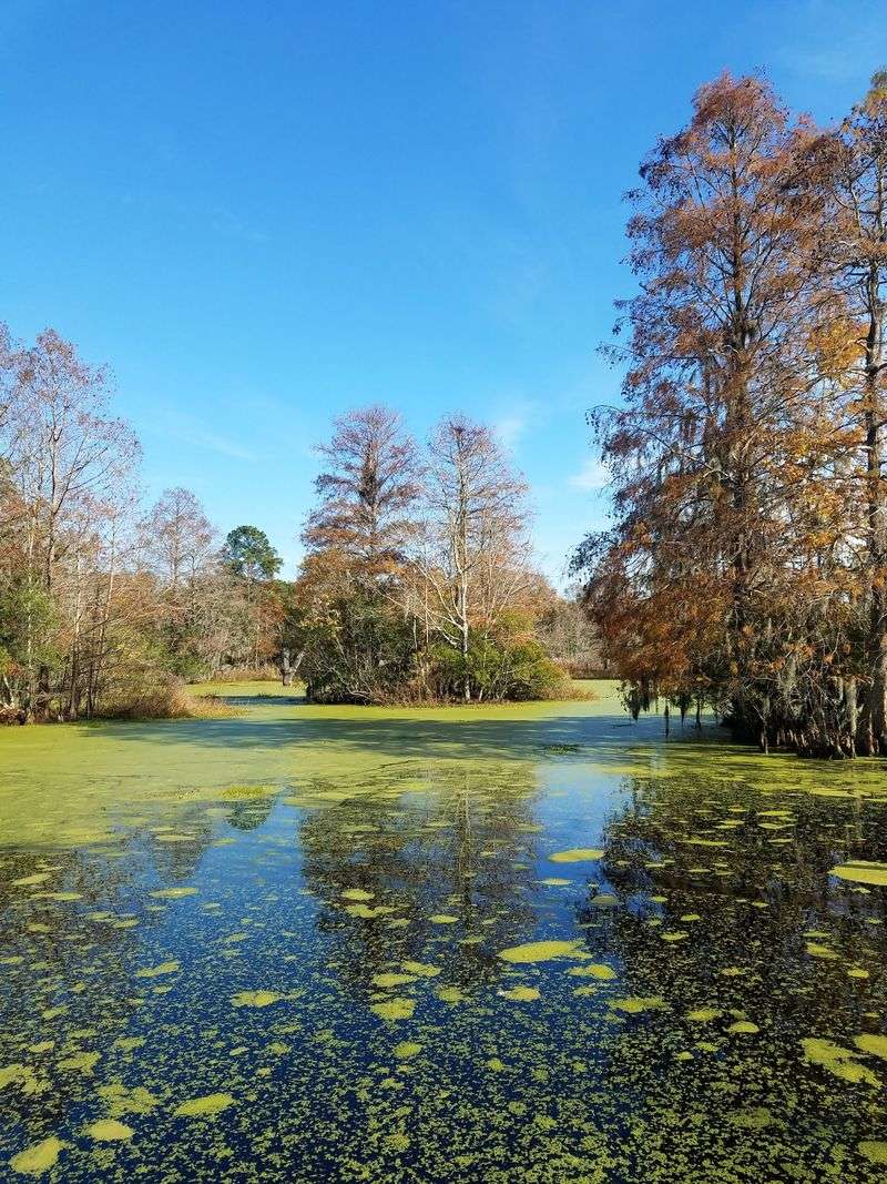 The Audubon Swamp Boardwalk