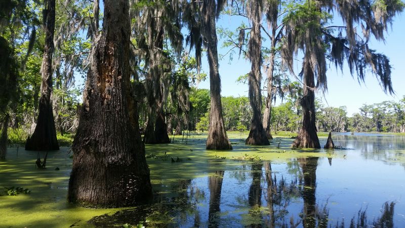 10 Louisiana Day Trips Featuring Swamp Boardwalks And Cajun Food Stops - Decor Hint Cypress Island Preserve, Saint Martinville