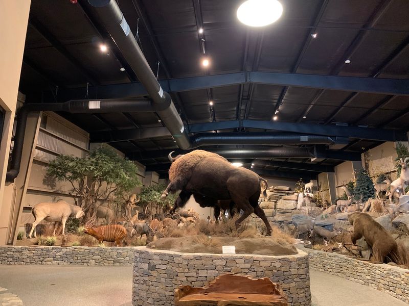 Museum Dioramas Freeze Wild Encounters In Place
