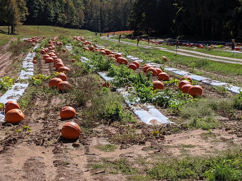 Fifty Years Of One Family Growing Pumpkins