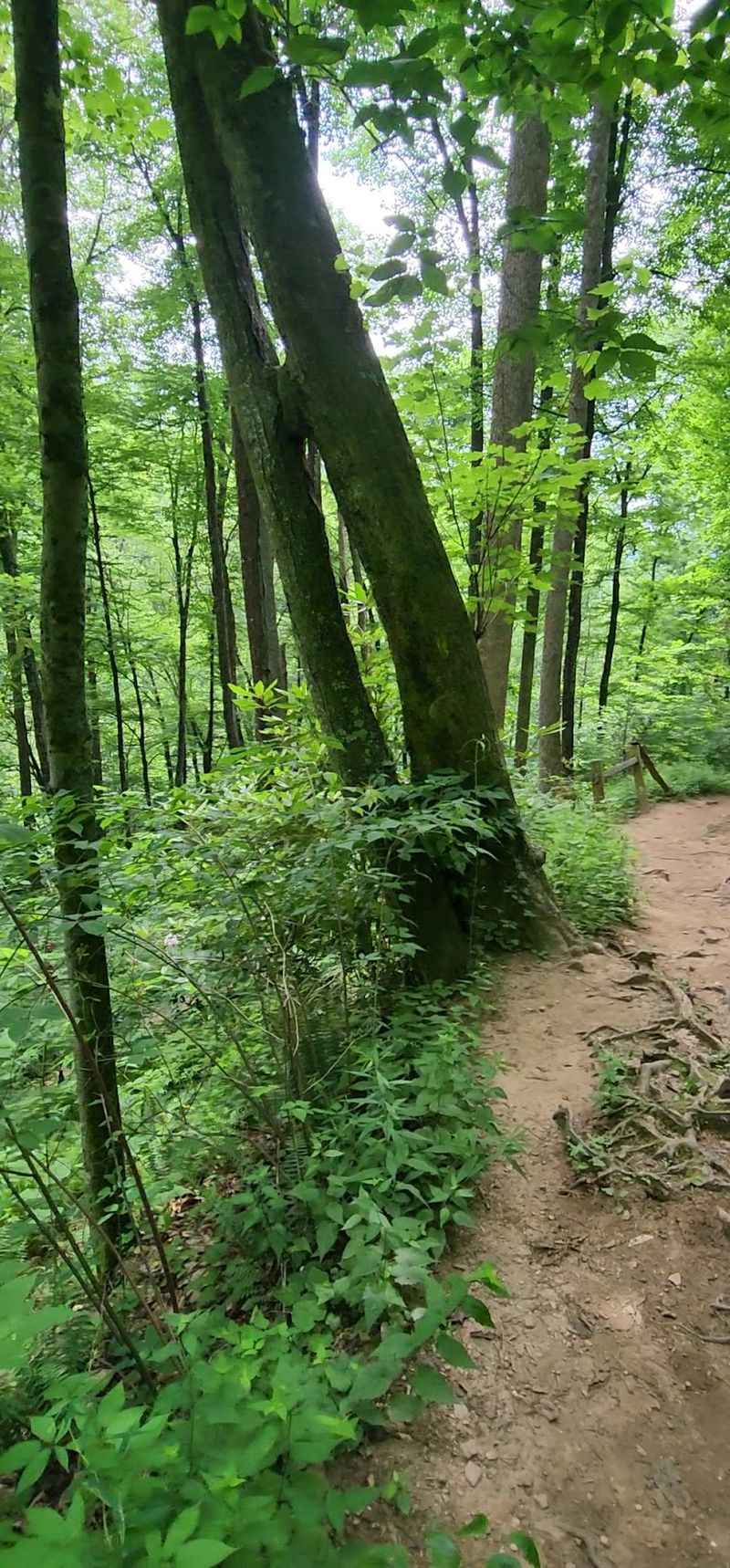 Looking Glass Rock Trail, Near Brevard, North Carolina