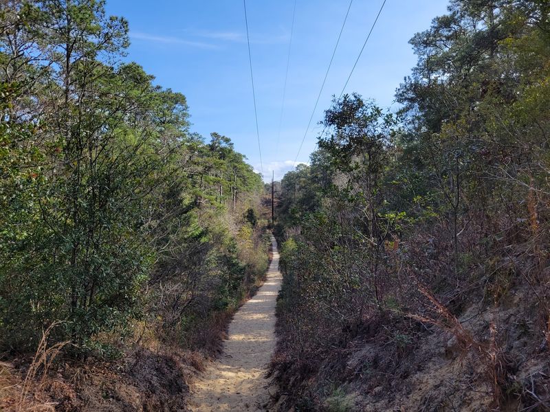 10 Quiet North Carolina Hikes To Escape The August Crowds In 2026 - Decor Hint Sweet Gum Swamp Trail, Nags Head Woods Preserve, Nags Head