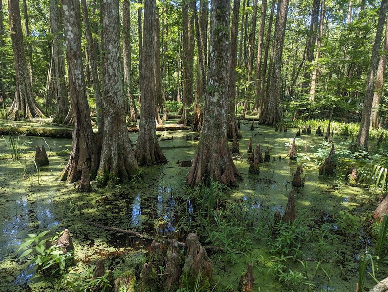 10 Louisiana Day Trips Featuring Swamp Boardwalks And Cajun Food Stops - Decor Hint Palmetto Island State Park, Abbeville