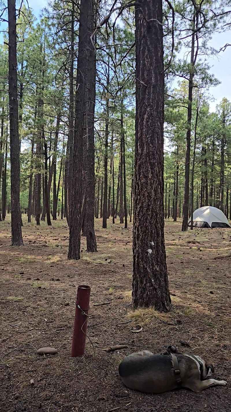 9 No-Reservation Campgrounds In Arizona For A Spontaneous Escape - Decor Hint Canyon Point Campground, Near Heber