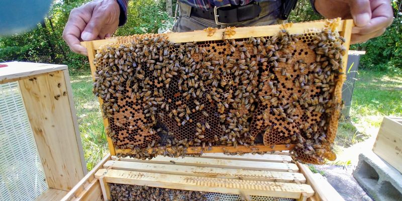 A Lifelong Interest In Bees Came Before The Farm Business