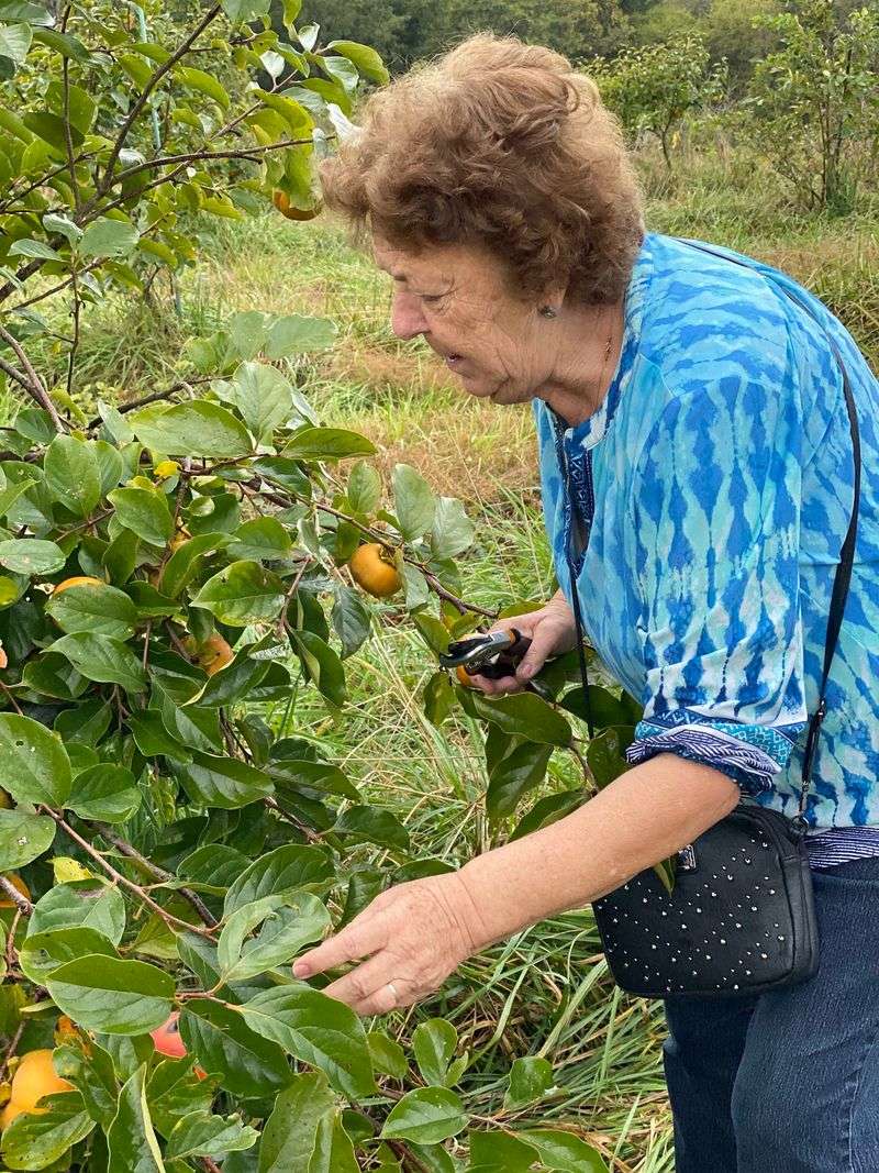 9 North Carolina Farms Where You Can Pick Or Find Fresh Figs This August - Decor Hint Sweet Retreat Orchard