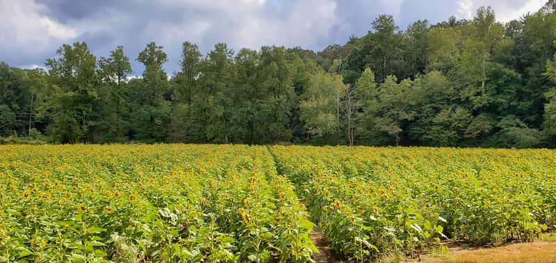 A 5K That Runs Straight Through The Flowers