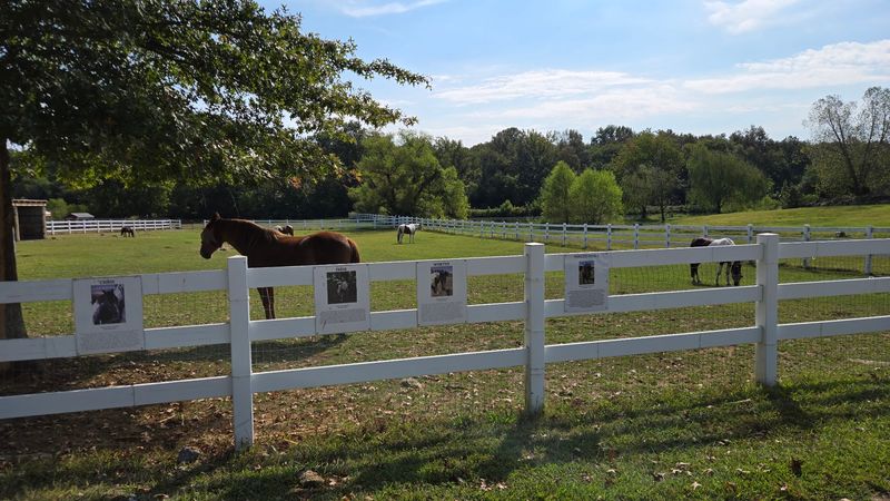 This Tennessee Animal Sanctuary Lets You Hug Cows And Cuddle Rescued Turkeys - Decor Hint Rolling Hills And Shade Trees