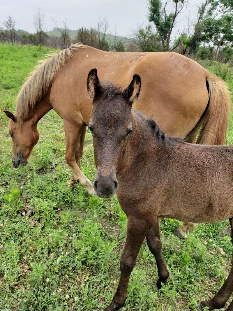 This Kentucky Mountaintop Has Free Roaming Horses And Nobody Talks About It - Decor Hint What To Pack Before You Head Up