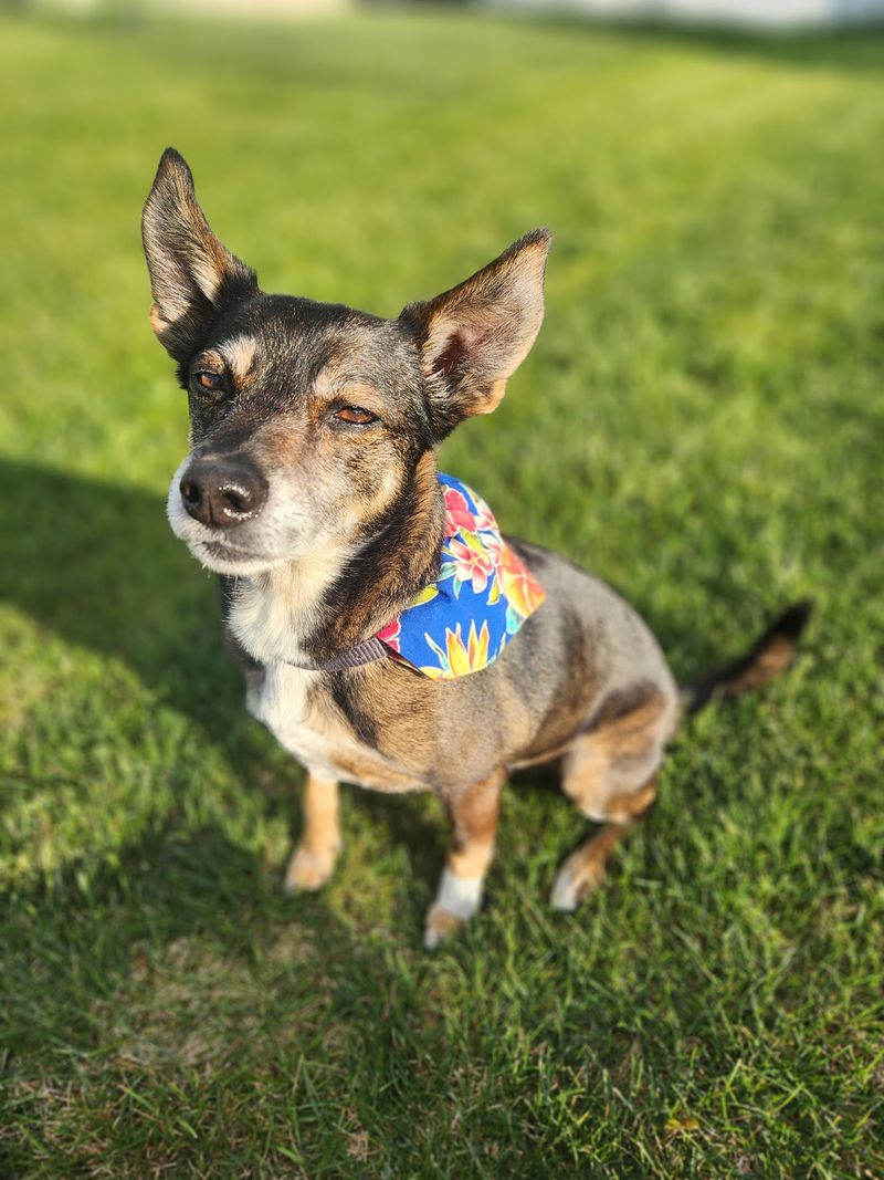 Companions Animal Center