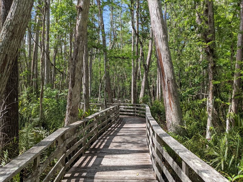 Audubon Corkscrew Swamp Sanctuary, Naples