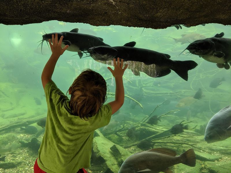 Turtles, Snakes, And Indoor Aquariums Worth Slowing Down For