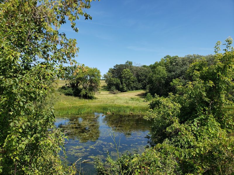 Wildlife Sightings Between The Cattails