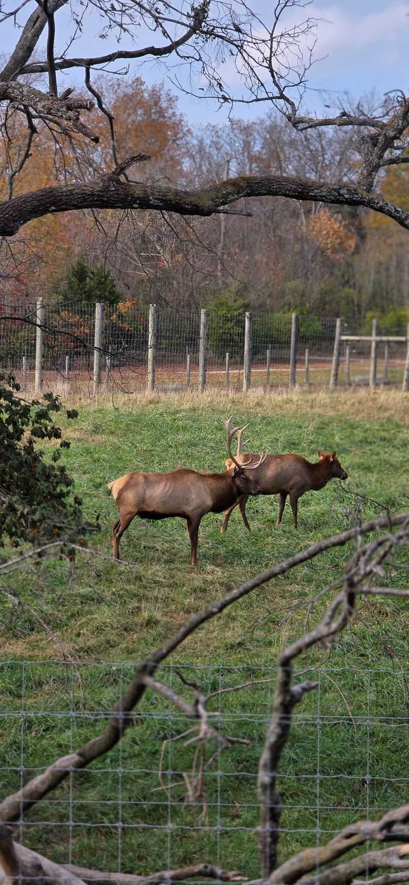 Elk With Antlers Wider Than Your Arms