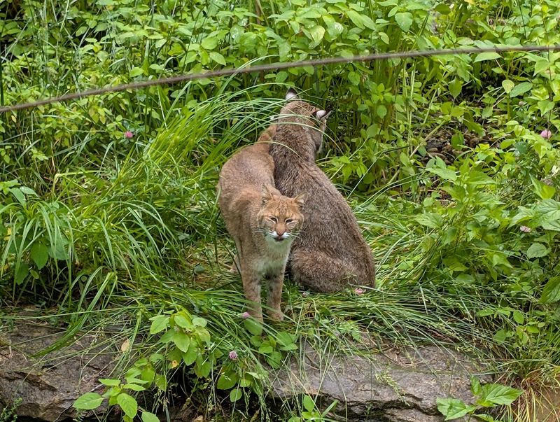 Bobcats, Foxes, And The Art Of Looking Closely