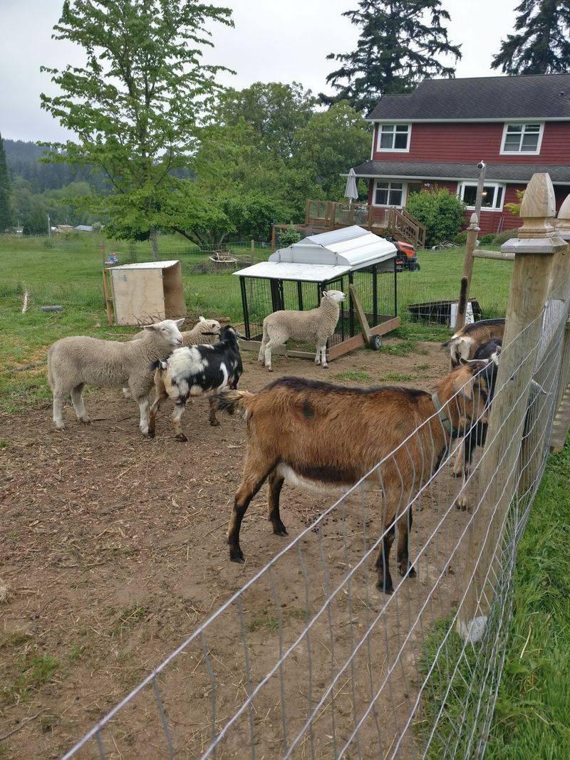 Ballydidean Farm Sanctuary, Clinton