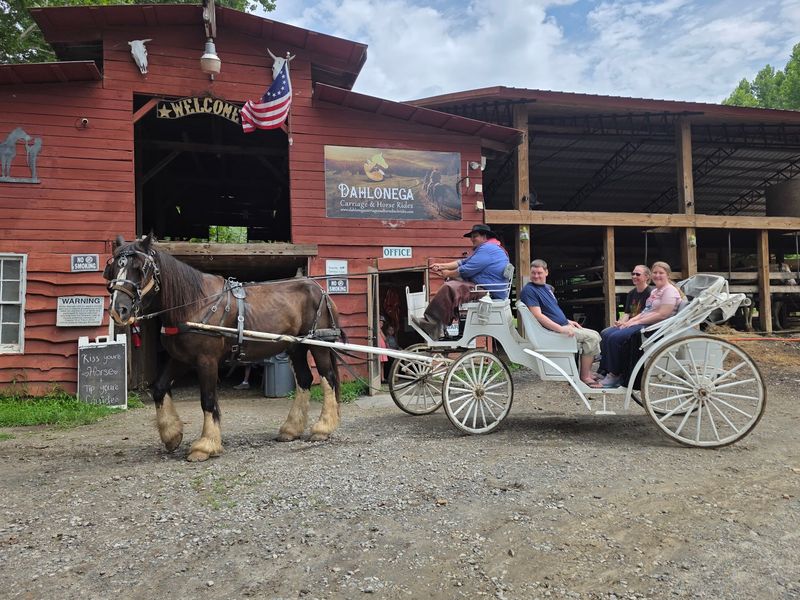 Carriage Rides For Anyone Who Prefers A Seat