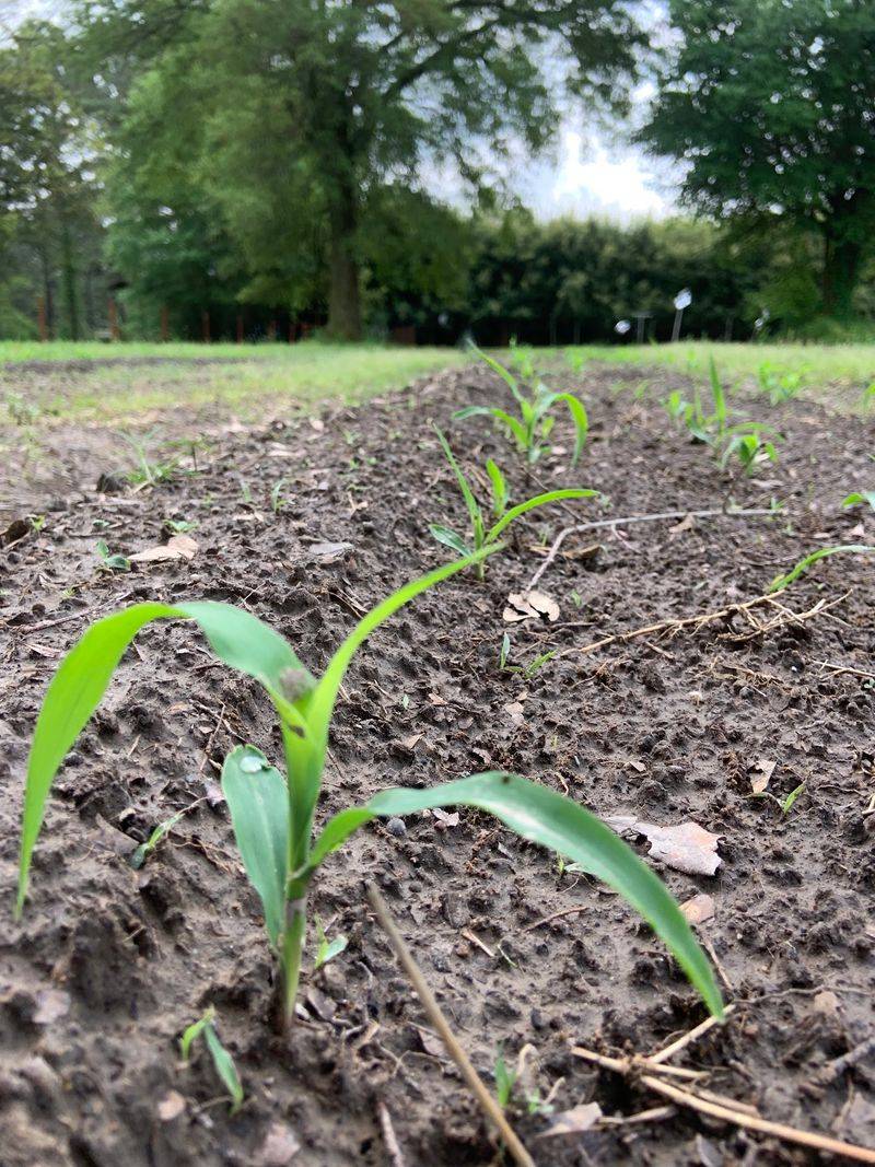 A Vegetable Row For Almost Every Craving