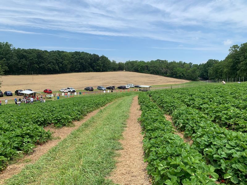Beyond Blueberries: A Seasonal Harvest