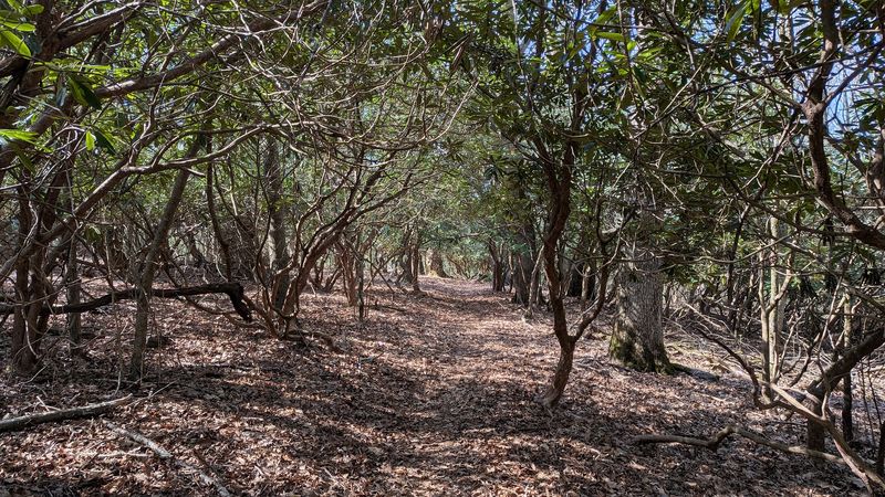 These 9 North Carolina Hiking Trails Locals Skip In August But Return To In September - Decor Hint Cedar Ridge Trail, Doughton Park