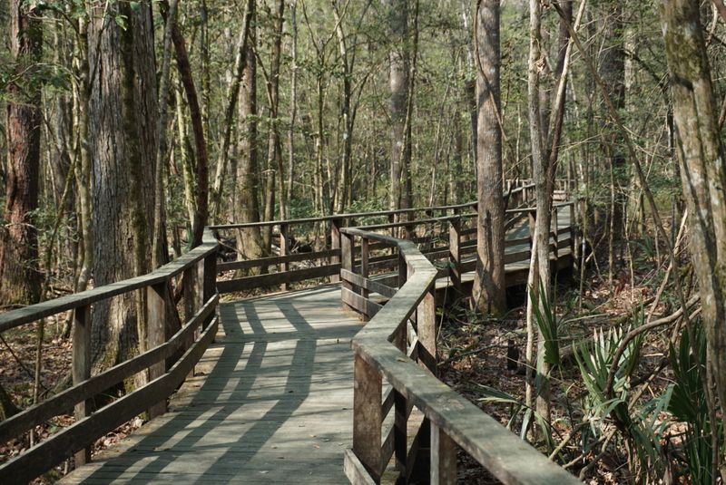 This South Carolina Swamp Tour Takes You Into A World Of Snakes And More - Decor Hint Guided Swamp Explorations