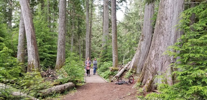 Forest Trails Worth Lacing Up