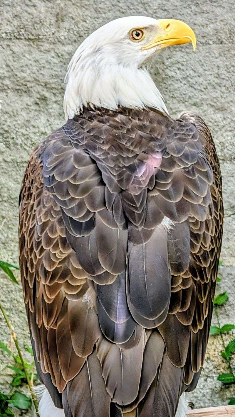 Birds Of Prey With Serious Stares
